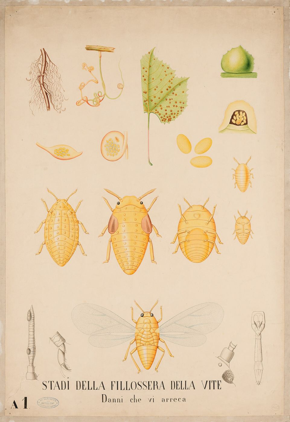 Planche ancienne montrant les stades du phylloxéra et les dégâts causés à la vigne