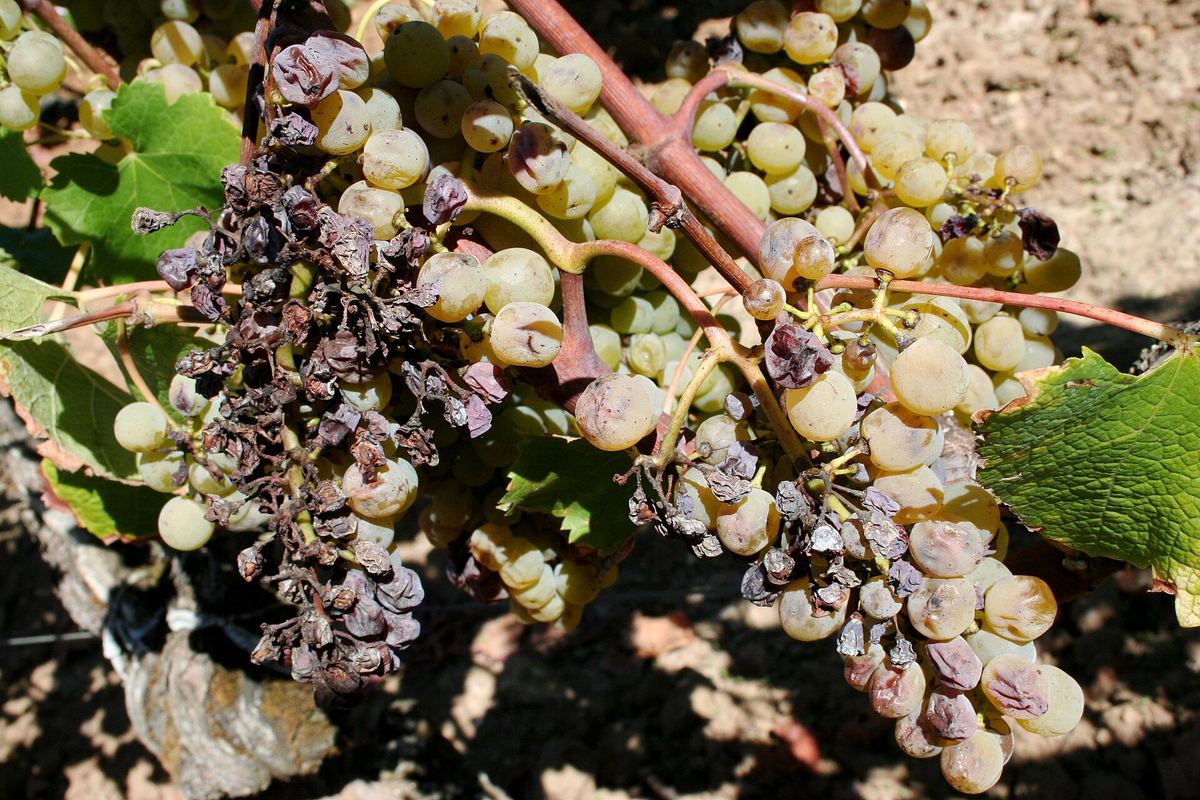 Grappes touchées par la pourriture noble à Barsac, dans le Sauternais